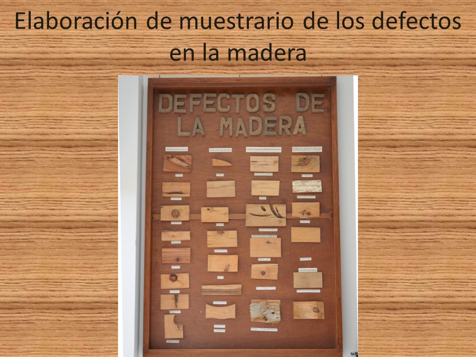 Elaboración de muestrario de los defectos en la madera