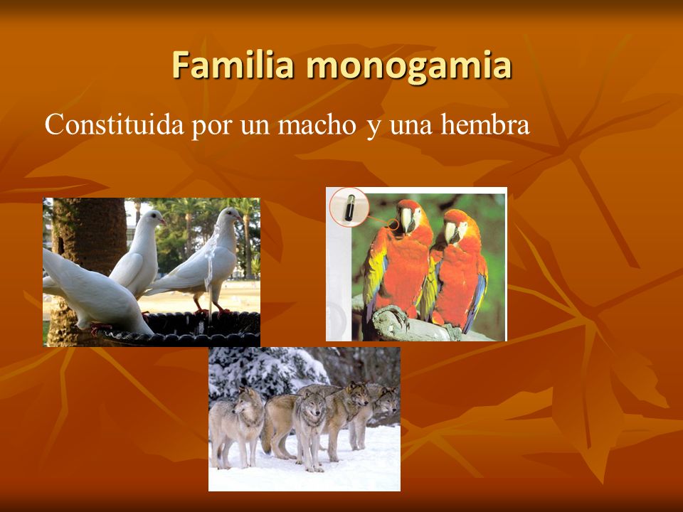 Familia monogamia Constituida por un macho y una hembra