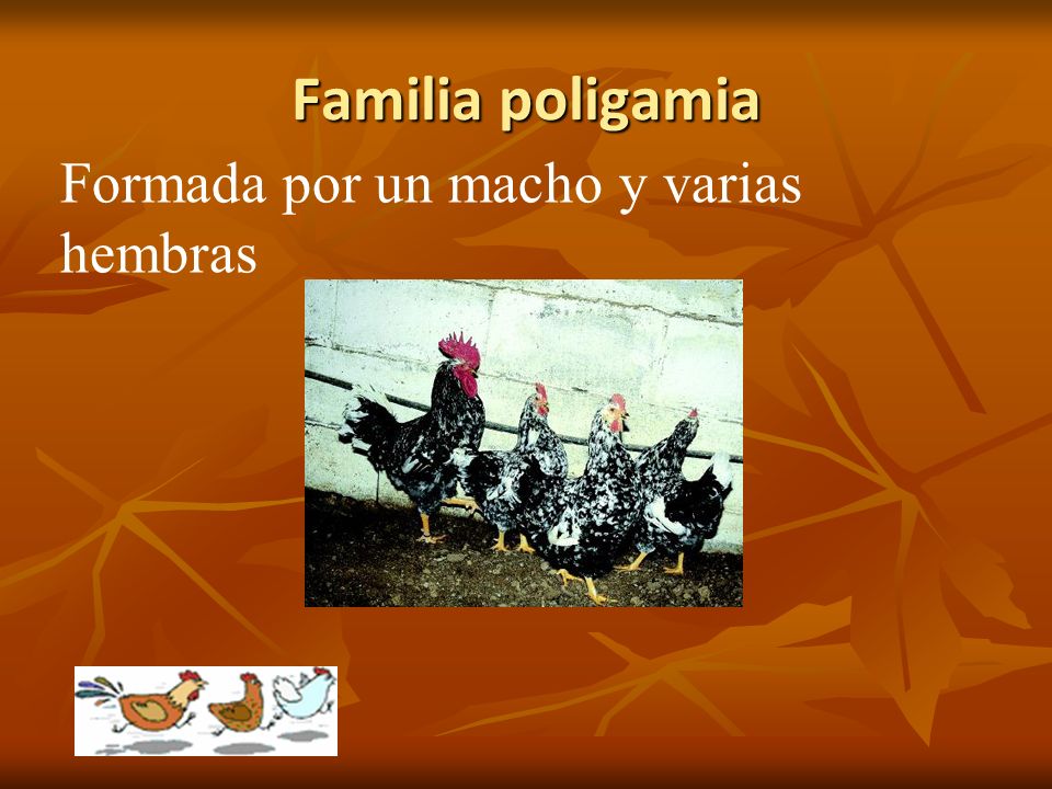 Familia poligamia Formada por un macho y varias hembras