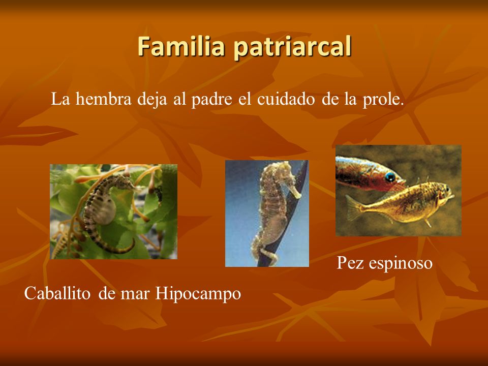Familia patriarcal La hembra deja al padre el cuidado de la prole.