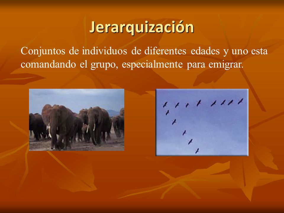 Jerarquización Conjuntos de individuos de diferentes edades y uno esta comandando el grupo, especialmente para emigrar.