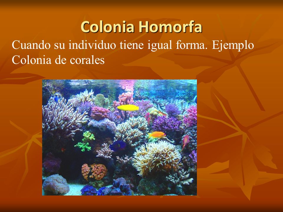 Colonia Homorfa Cuando su individuo tiene igual forma. Ejemplo Colonia de corales