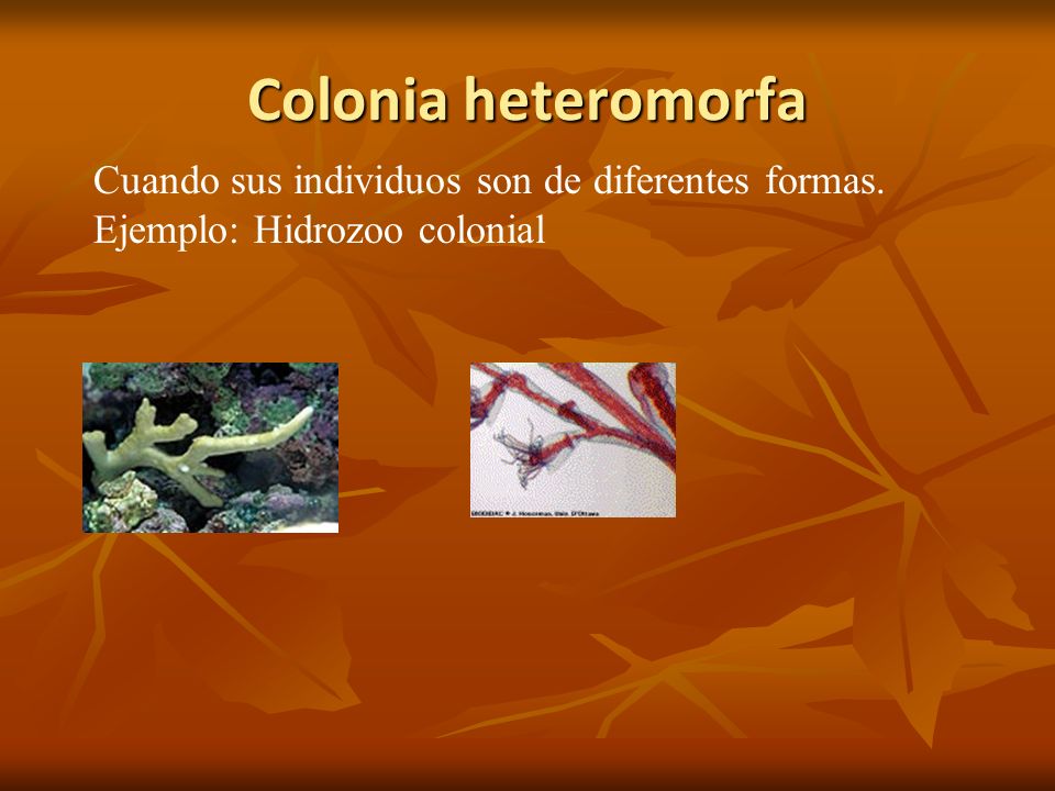 Colonia heteromorfa Cuando sus individuos son de diferentes formas. Ejemplo: Hidrozoo colonial