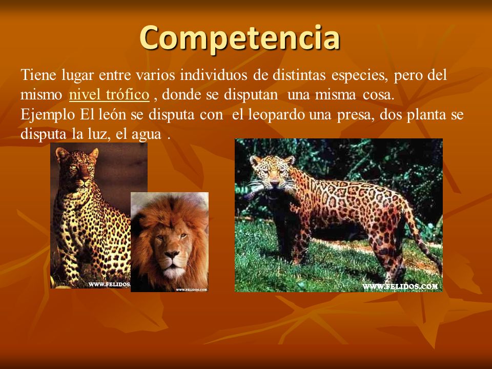 Competencia Tiene lugar entre varios individuos de distintas especies, pero del mismo nivel trófico , donde se disputan una misma cosa.