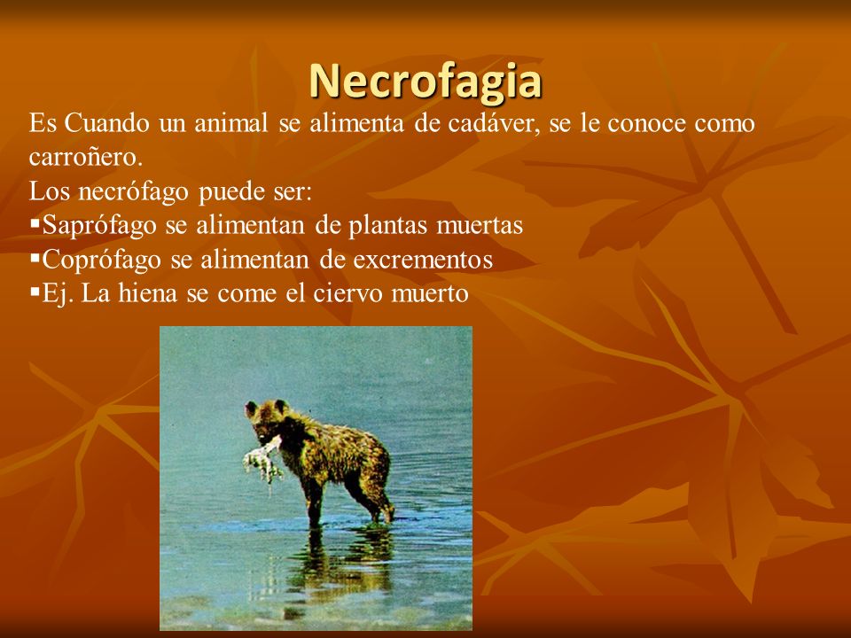 Necrofagia Es Cuando un animal se alimenta de cadáver, se le conoce como carroñero. Los necrófago puede ser: