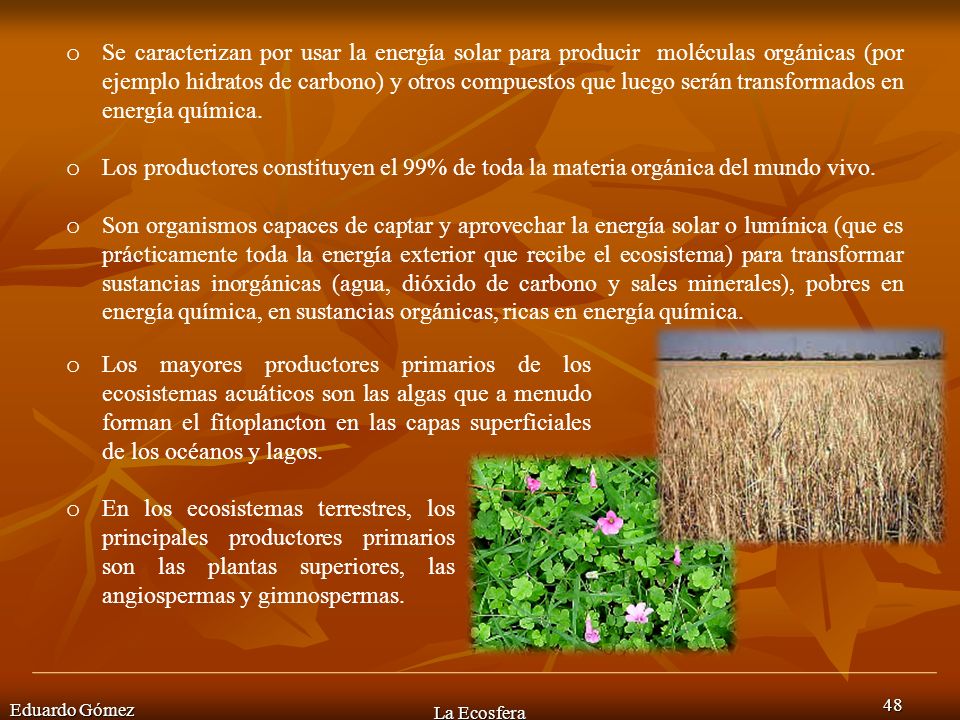 Se caracterizan por usar la energía solar para producir moléculas orgánicas (por ejemplo hidratos de carbono) y otros compuestos que luego serán transformados en energía química.