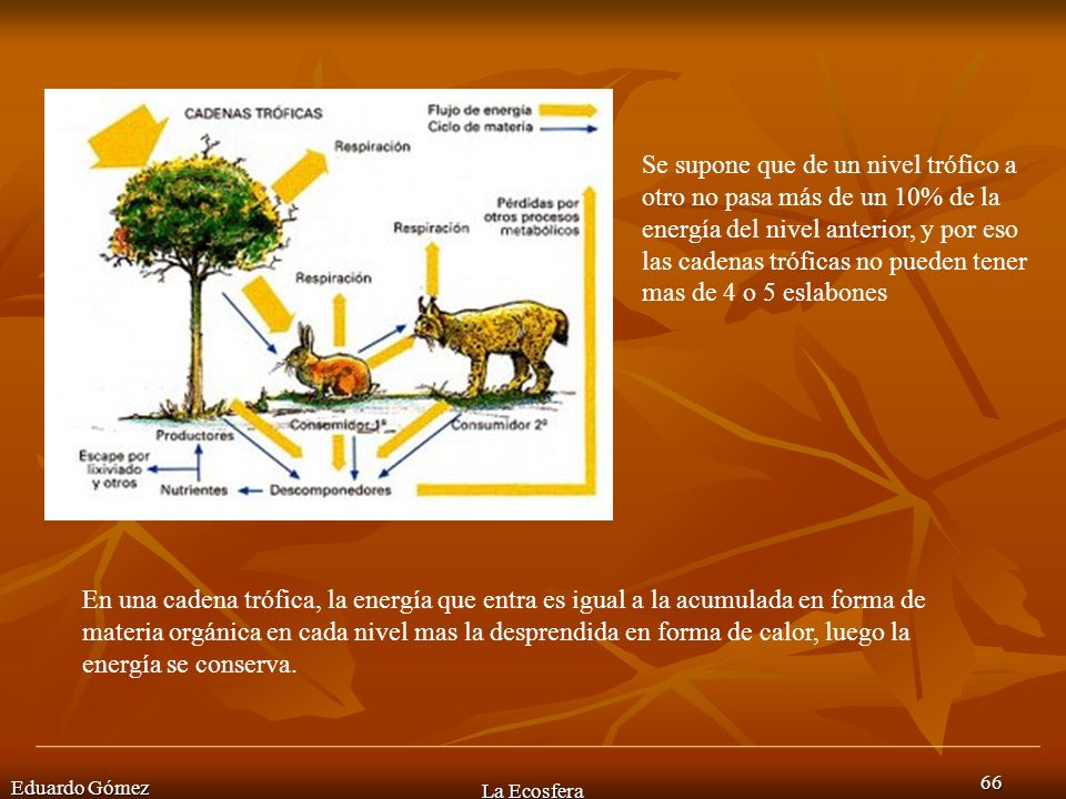Se supone que de un nivel trófico a otro no pasa más de un 10% de la energía del nivel anterior, y por eso las cadenas tróficas no pueden tener mas de 4 o 5 eslabones