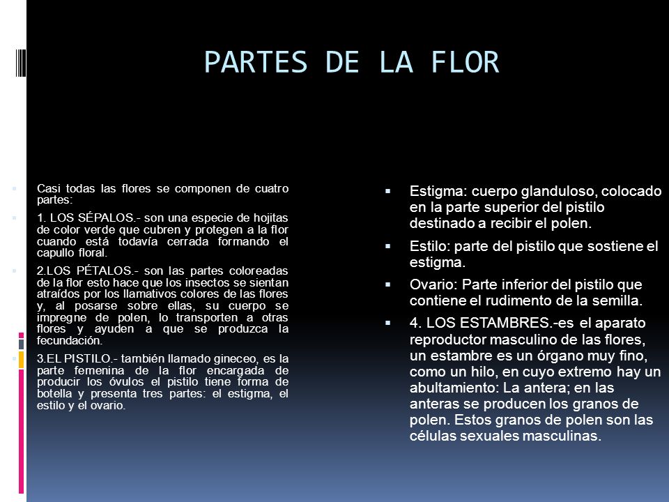 PARTES DE LA FLOR Casi todas las flores se componen de cuatro partes: