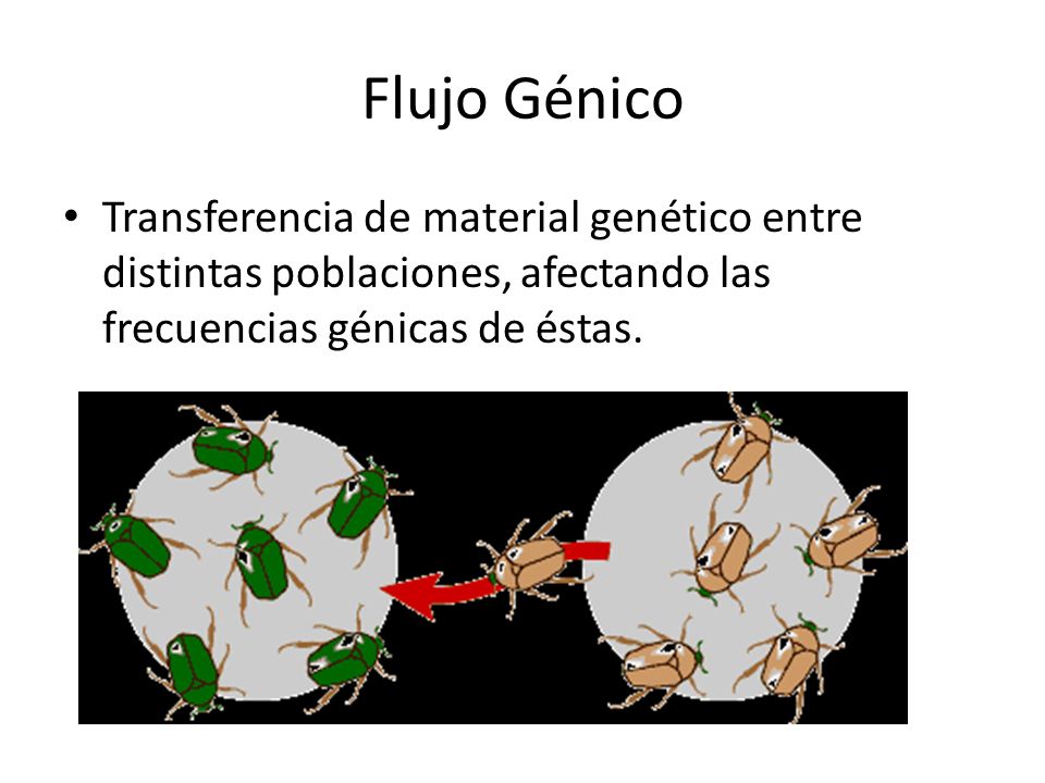 Flujo Génico Transferencia de material genético entre distintas poblaciones, afectando las frecuencias génicas de éstas.