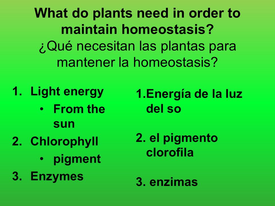 What do plants need in order to maintain homeostasis
