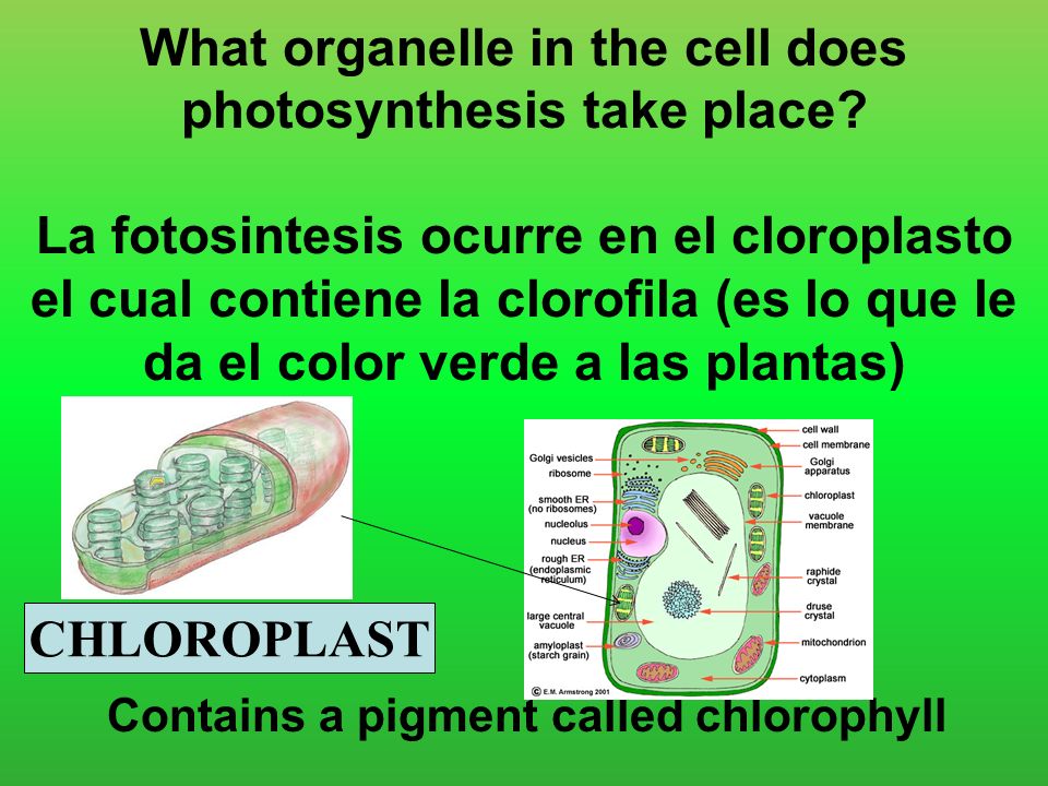What organelle in the cell does photosynthesis take place