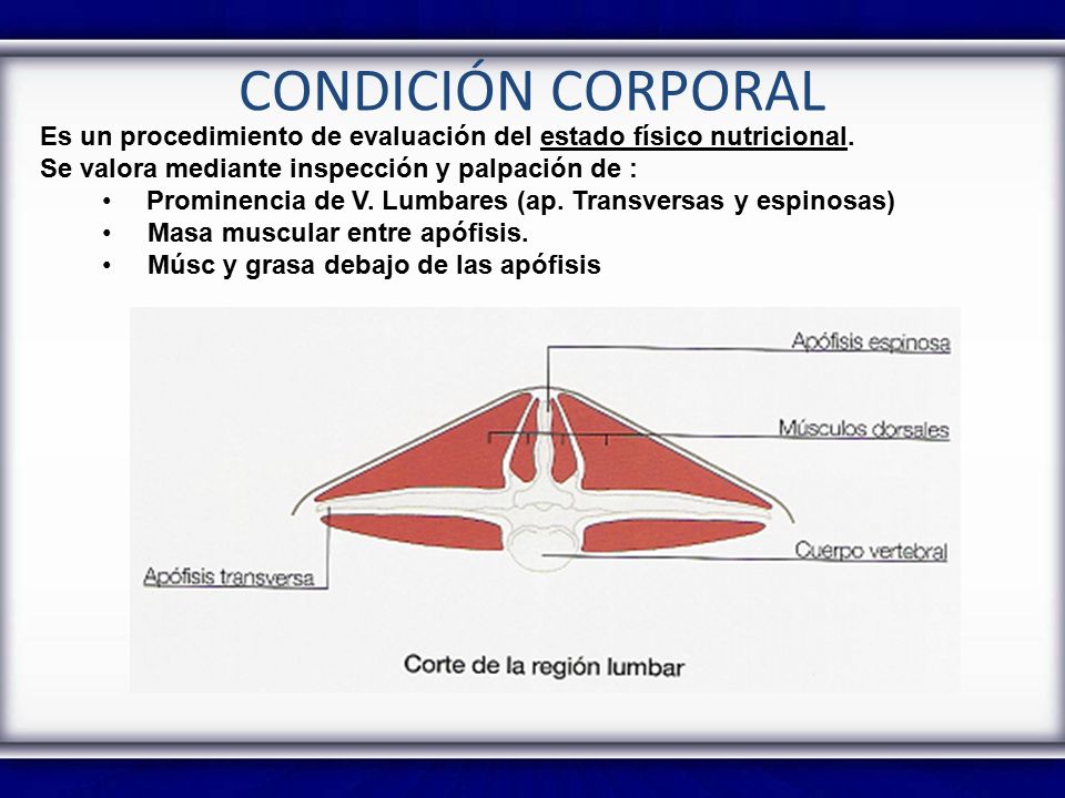 CONDICIÓN CORPORAL Es un procedimiento de evaluación del estado físico nutricional. Se valora mediante inspección y palpación de :