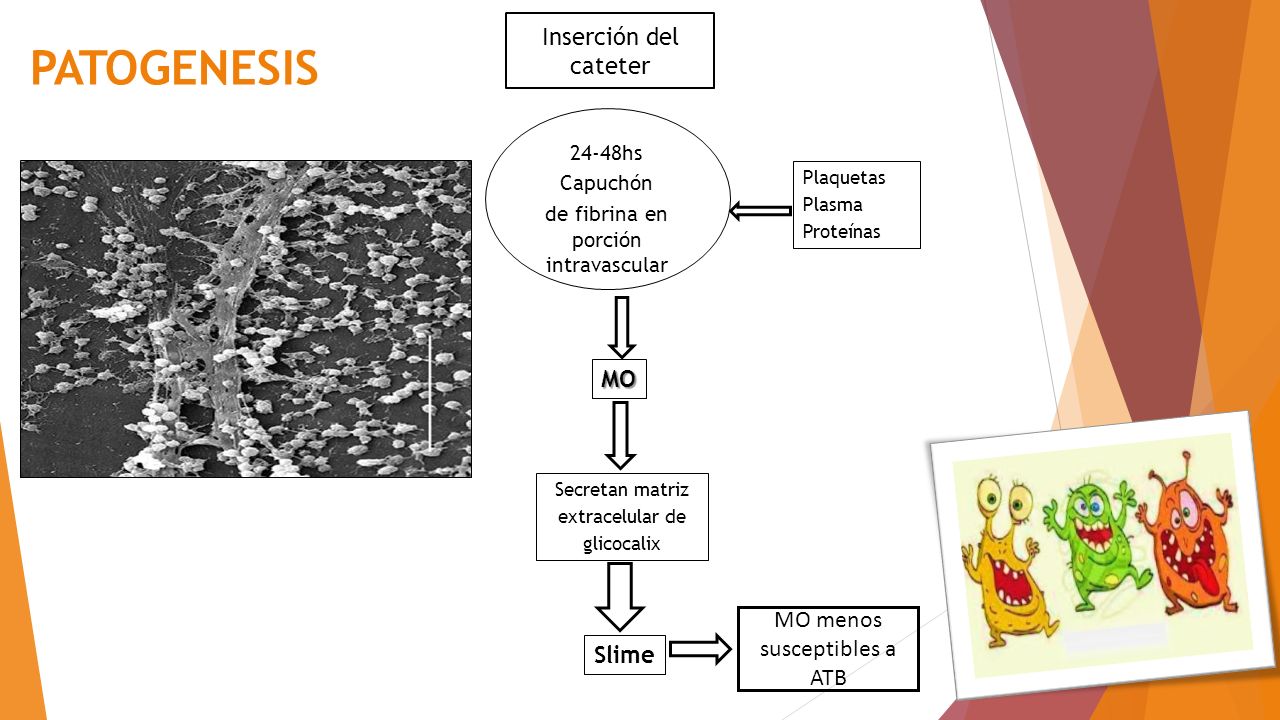 PATOGENESIS Inserción del cateter MO MO menos susceptibles a ATB Slime