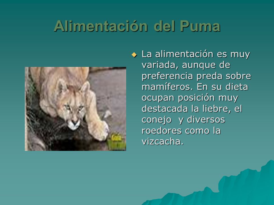 EL PUMA CHILENO. - ppt video online descargar