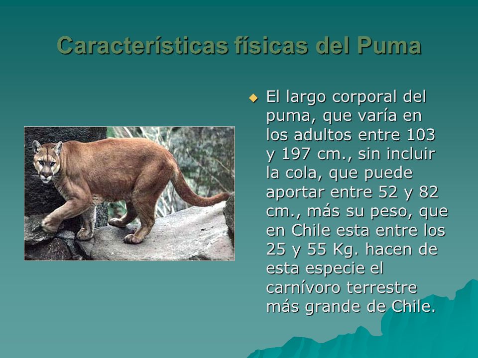 Puma Y Sus Caracteristicas Online, 60% OFF | www.dalmar.it
