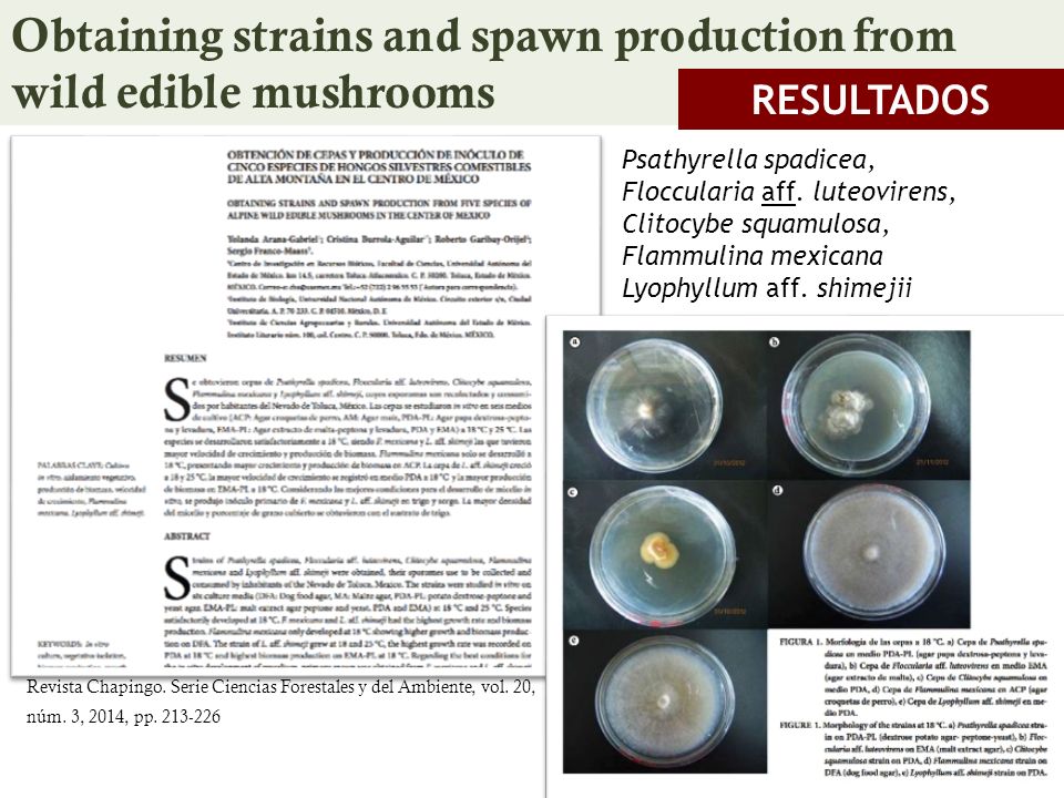 Obtaining strains and spawn production from wild edible mushrooms