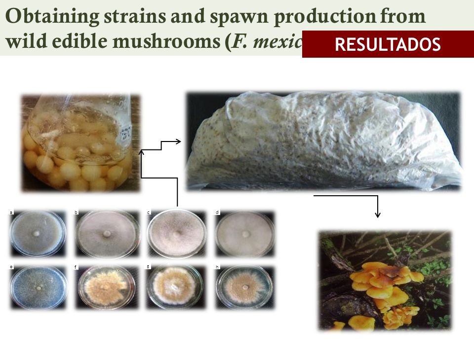 Obtaining strains and spawn production from wild edible mushrooms (F