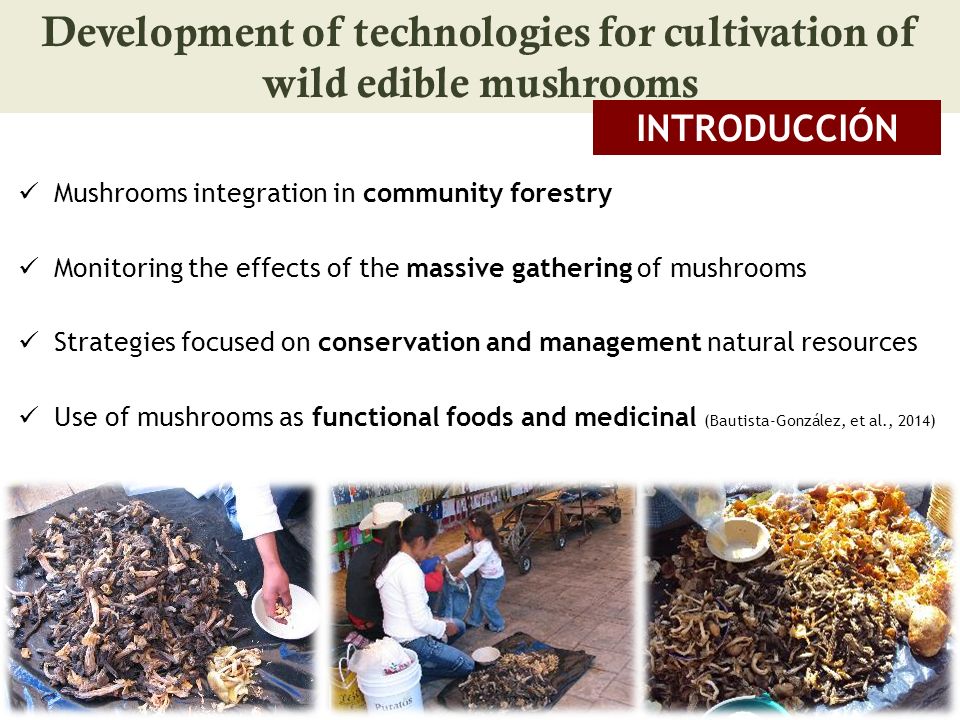 Development of technologies for cultivation of wild edible mushrooms