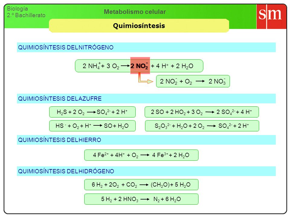 Metabolismo celular Quimiosíntesis 2 NH4 + 3 O2 2 NO2 + 4 H+ + 2 H2O