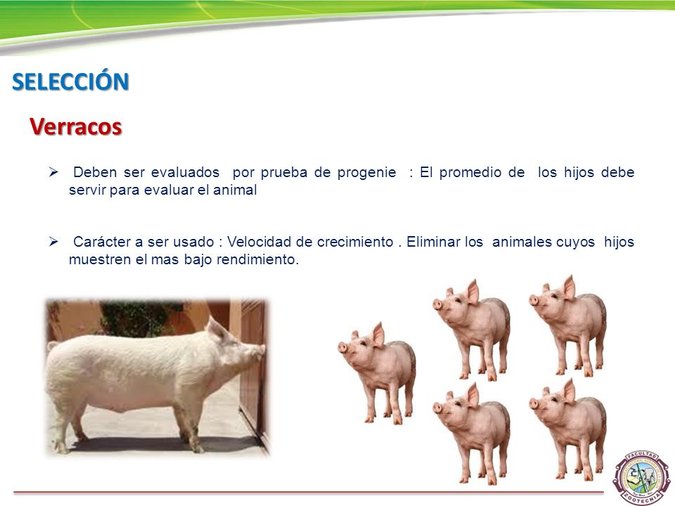 SELECCIÓN Verracos. Deben ser evaluados por prueba de progenie : El promedio de los hijos debe servir para evaluar el animal.