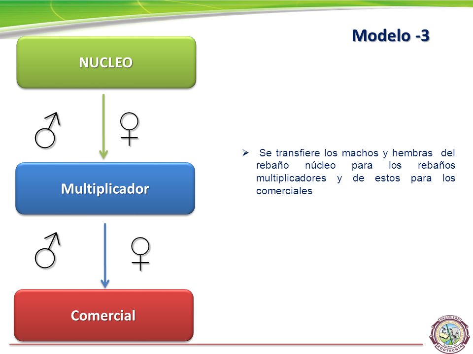 ♂ ♂ ♀ ♀ Modelo -3 NUCLEO Multiplicador Comercial
