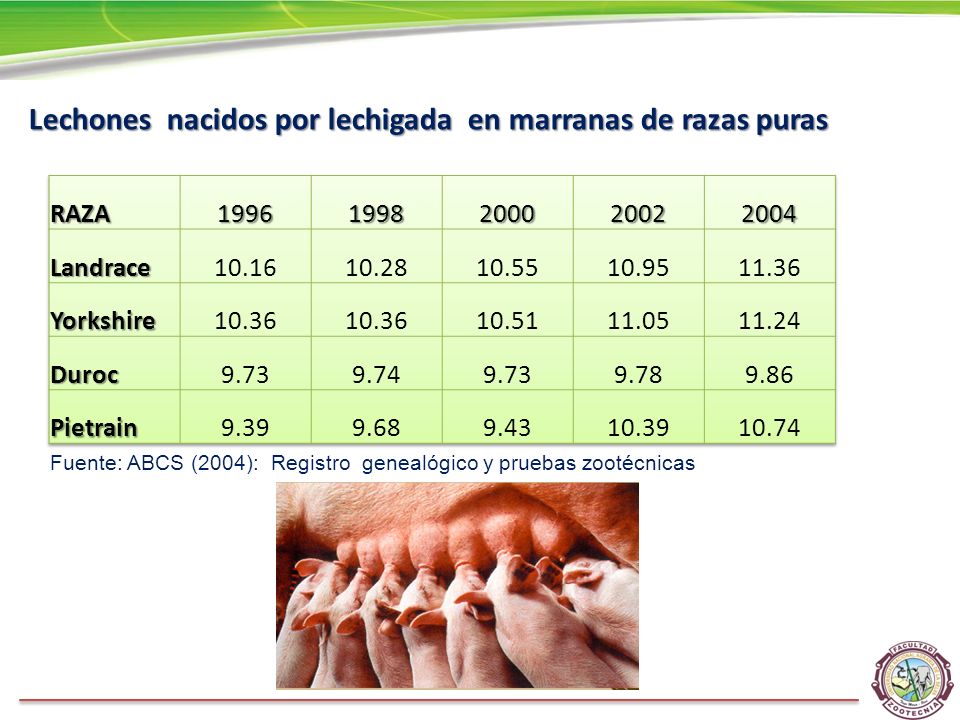 Lechones nacidos por lechigada en marranas de razas puras