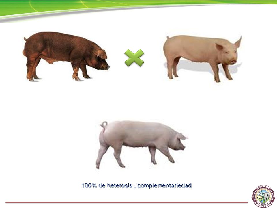 100% de heterosis , complementariedad