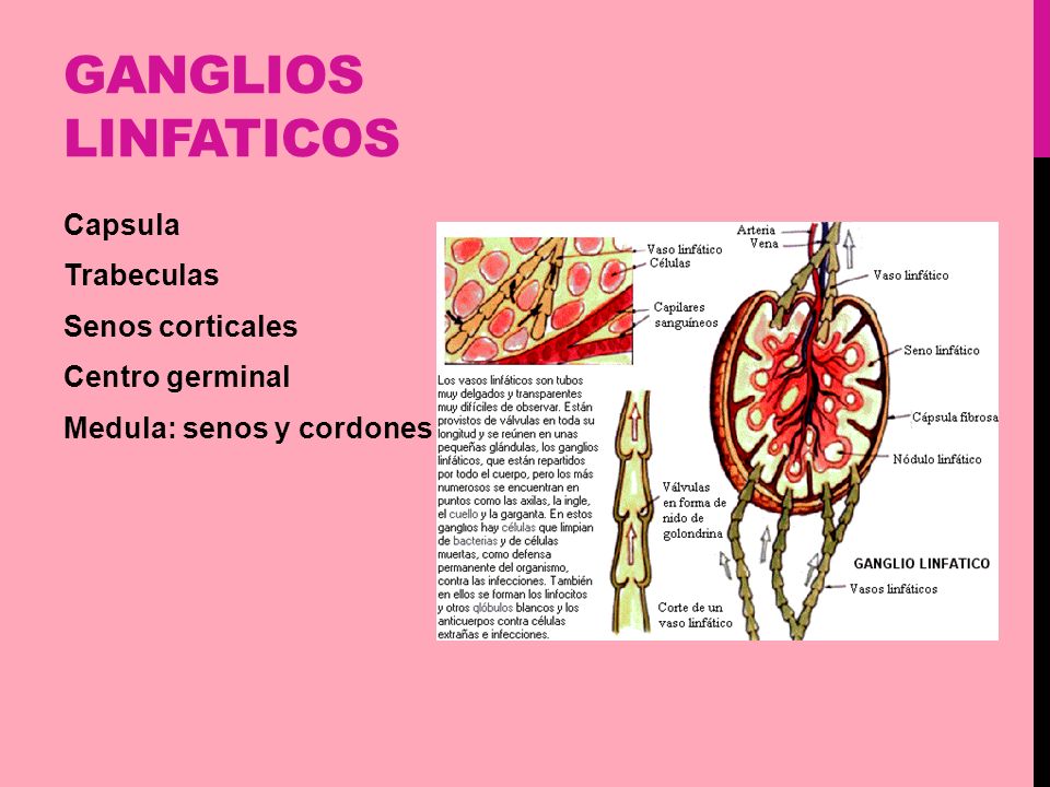 Ganglios linfaticos Capsula Trabeculas Senos corticales Centro germinal Medula: senos y cordones