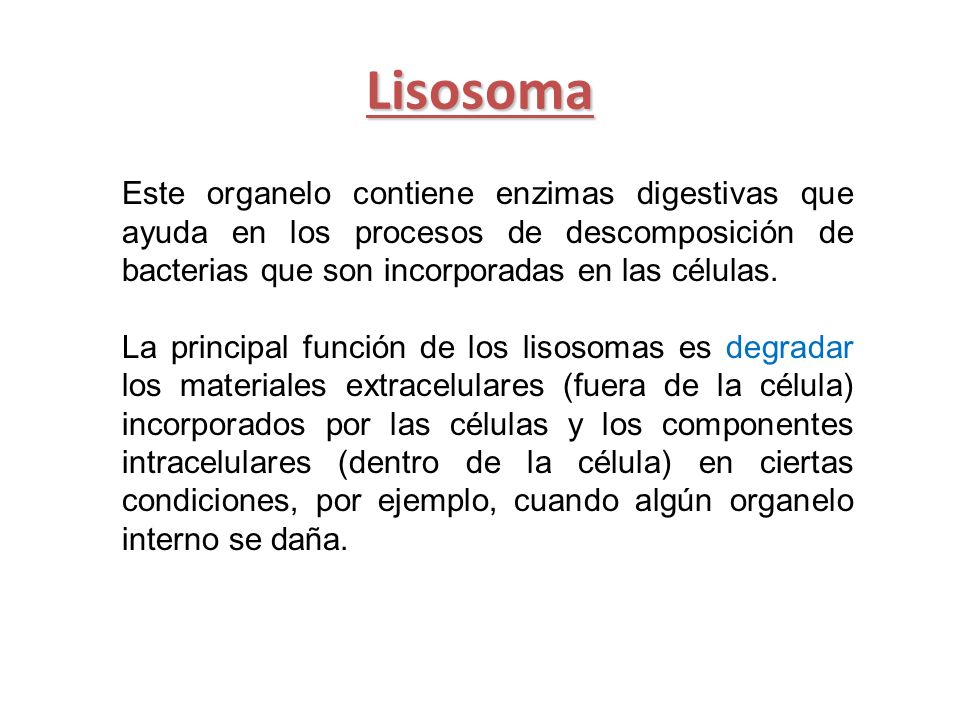 Lisosoma Este organelo contiene enzimas digestivas que ayuda en los procesos de descomposición de bacterias que son incorporadas en las células.