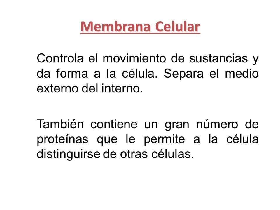 Membrana Celular Controla el movimiento de sustancias y da forma a la célula. Separa el medio externo del interno.