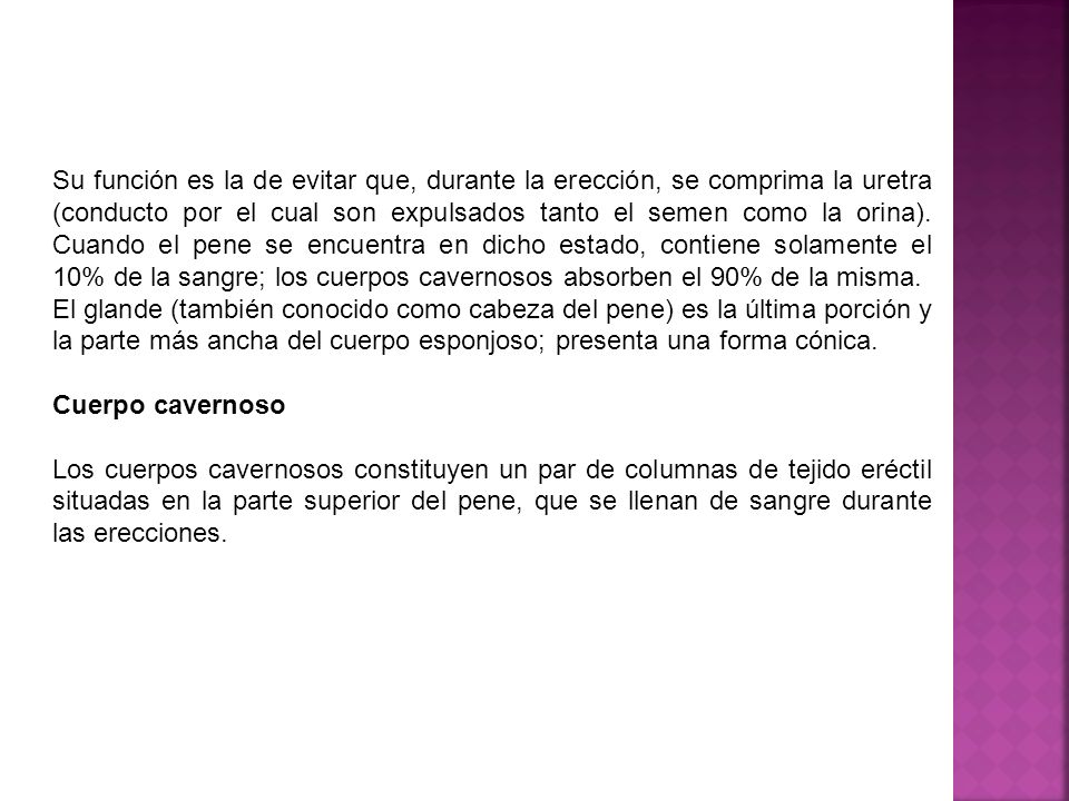Su función es la de evitar que, durante la erección, se comprima la uretra (conducto por el cual son expulsados tanto el semen como la orina). Cuando el pene se encuentra en dicho estado, contiene solamente el 10% de la sangre; los cuerpos cavernosos absorben el 90% de la misma.