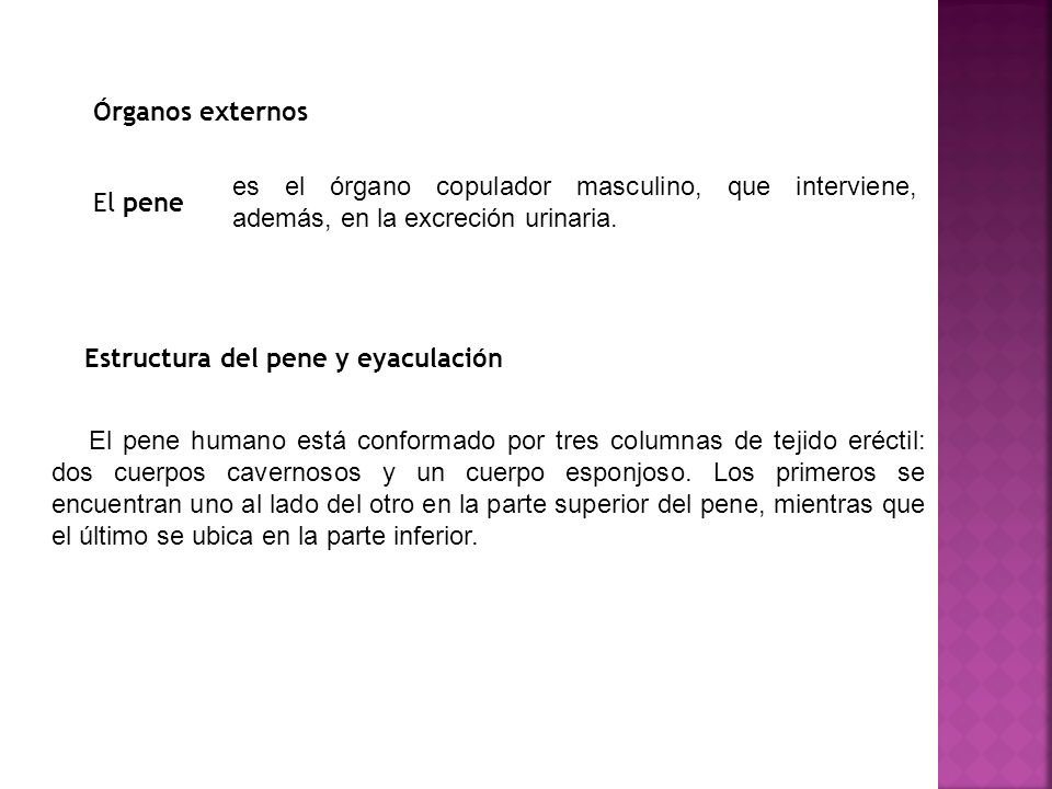 Órganos externos es el órgano copulador masculino, que interviene, además, en la excreción urinaria.
