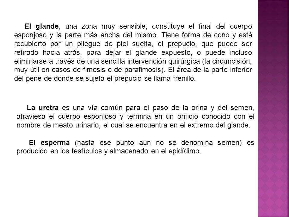 El glande, una zona muy sensible, constituye el final del cuerpo esponjoso y la parte más ancha del mismo. Tiene forma de cono y está recubierto por un pliegue de piel suelta, el prepucio, que puede ser retirado hacia atrás, para dejar el glande expuesto, o puede incluso eliminarse a través de una sencilla intervención quirúrgica (la circuncisión, muy útil en casos de fimosis o de parafimosis). El área de la parte inferior del pene de donde se sujeta el prepucio se llama frenillo.