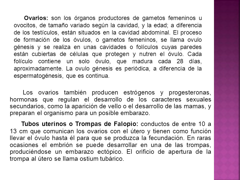 Ovarios: son los órganos productores de gametos femeninos u ovocitos, de tamaño variado según la cavidad, y la edad; a diferencia de los testículos, están situados en la cavidad abdominal. El proceso de formación de los óvulos, o gametos femeninos, se llama ovulo génesis y se realiza en unas cavidades o folículos cuyas paredes están cubiertas de células que protegen y nutren el óvulo. Cada folículo contiene un solo óvulo, que madura cada 28 días, aproximadamente. La ovulo génesis es periódica, a diferencia de la espermatogénesis, que es continua.