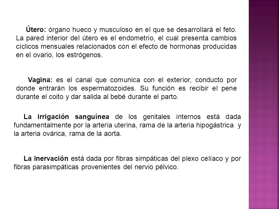 Útero: órgano hueco y musculoso en el que se desarrollará el feto