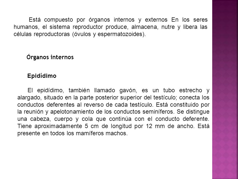 Está compuesto por órganos internos y externos En los seres humanos, el sistema reproductor produce, almacena, nutre y libera las células reproductoras (óvulos y espermatozoides).