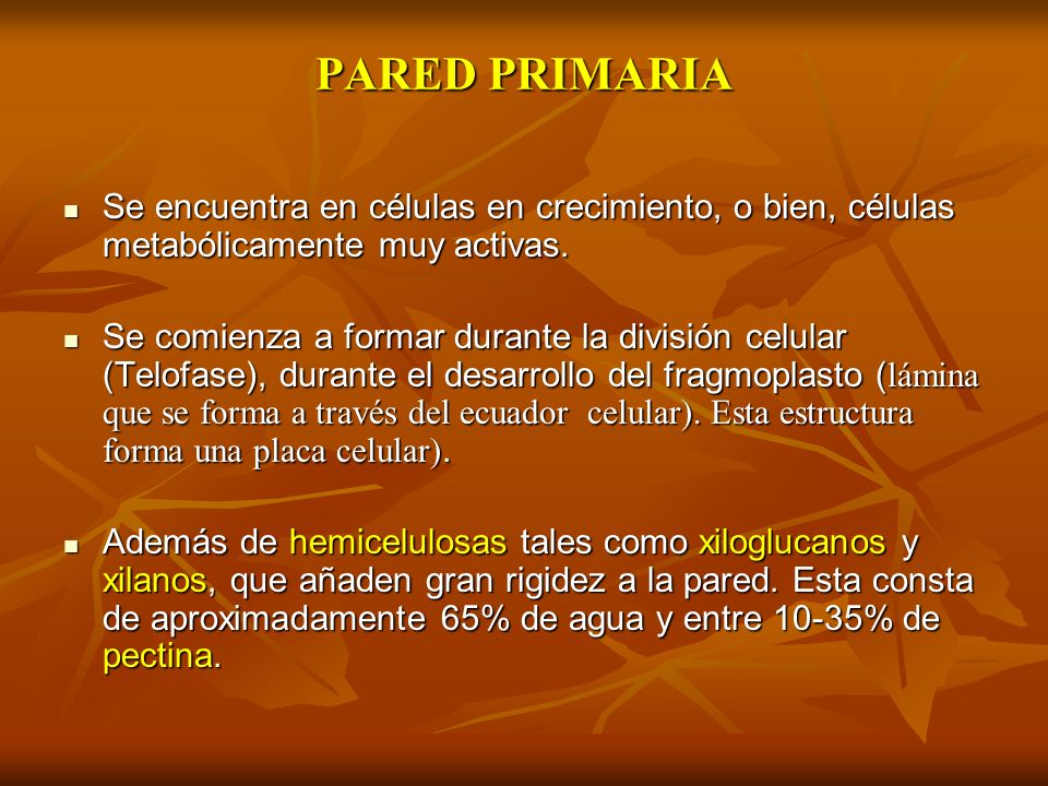 PARED PRIMARIA Se encuentra en células en crecimiento, o bien, células metabólicamente muy activas.
