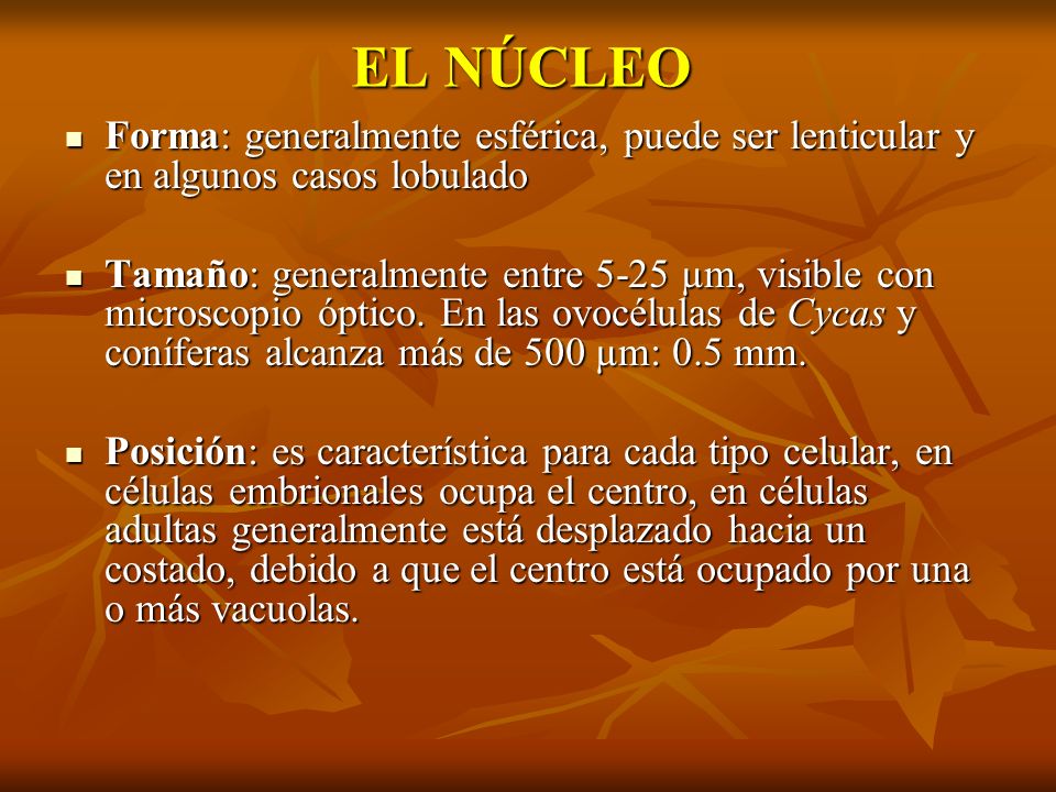 EL NÚCLEO Forma: generalmente esférica, puede ser lenticular y en algunos casos lobulado.