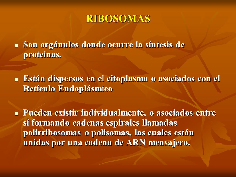 RIBOSOMAS Son orgánulos donde ocurre la síntesis de proteínas.