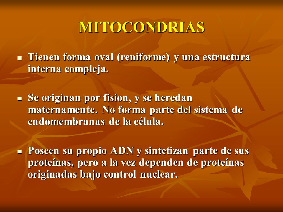 MITOCONDRIAS Tienen forma oval (reniforme) y una estructura interna compleja.