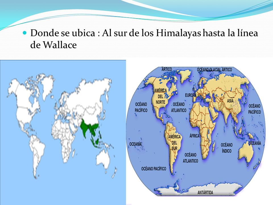 Donde se ubica : Al sur de los Himalayas hasta la línea de Wallace