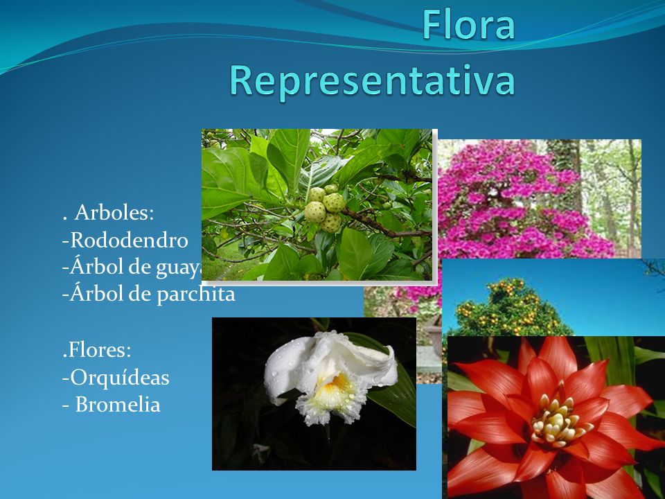 Flora Representativa . Arboles: .Flores: -Rododendro -Árbol de guayaba