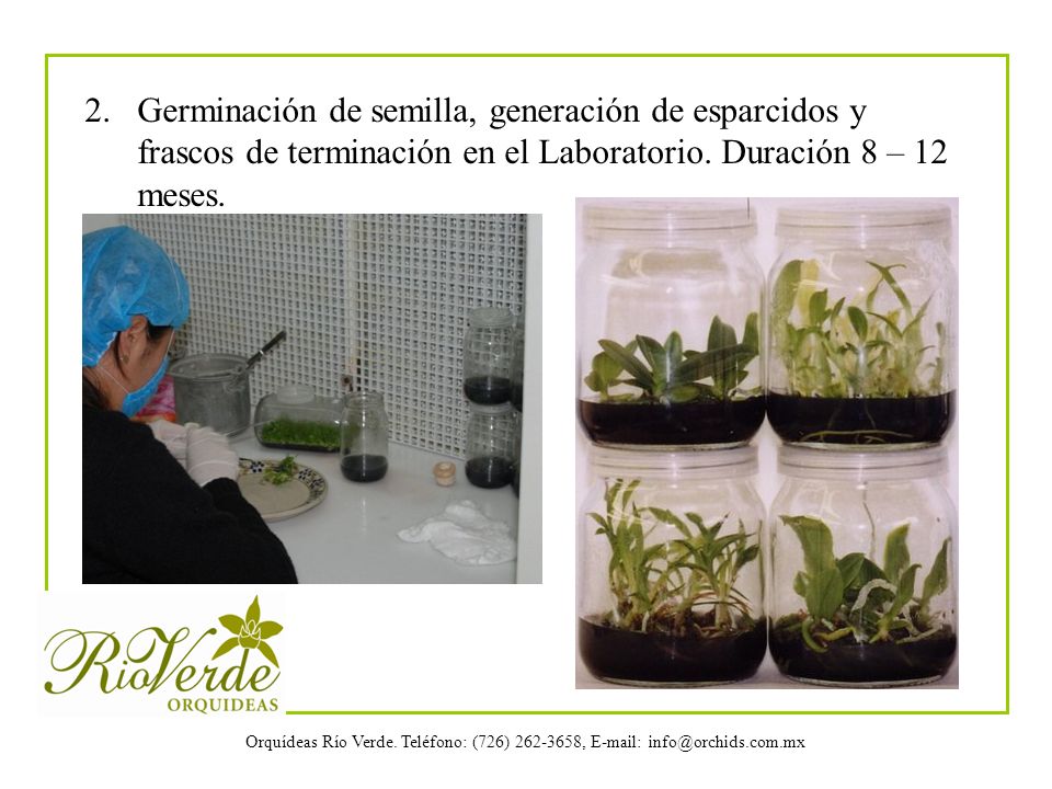 2. Germinación de semilla, generación de esparcidos y frascos de terminación en el Laboratorio.