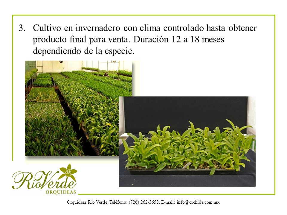 3. Cultivo en invernadero con clima controlado hasta obtener producto final para venta.