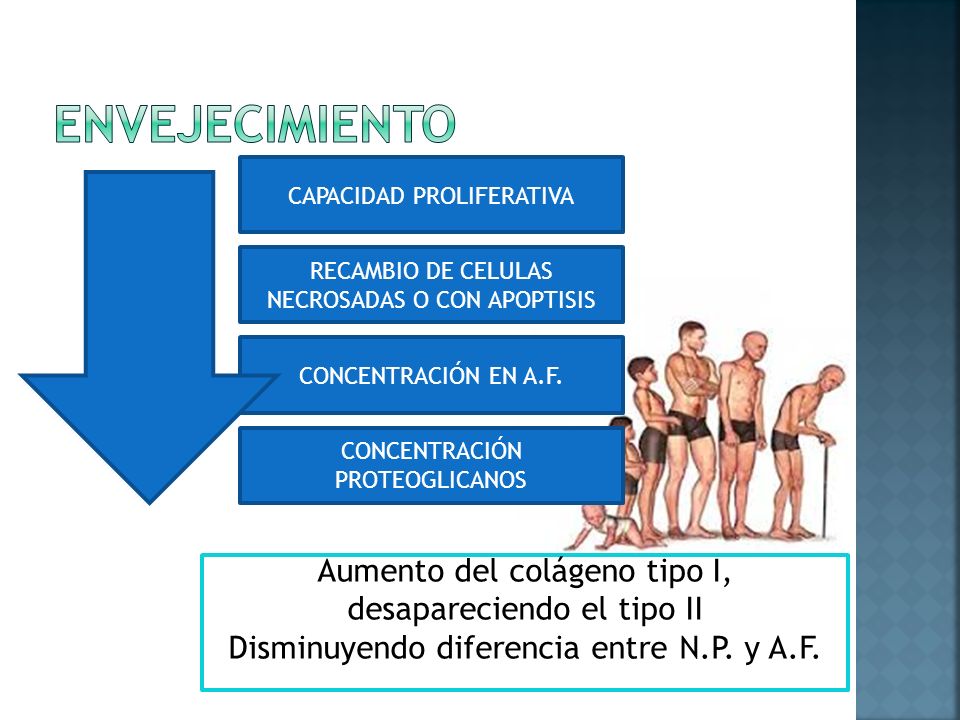 ENVEJECIMIENTO Aumento del colágeno tipo I, desapareciendo el tipo II