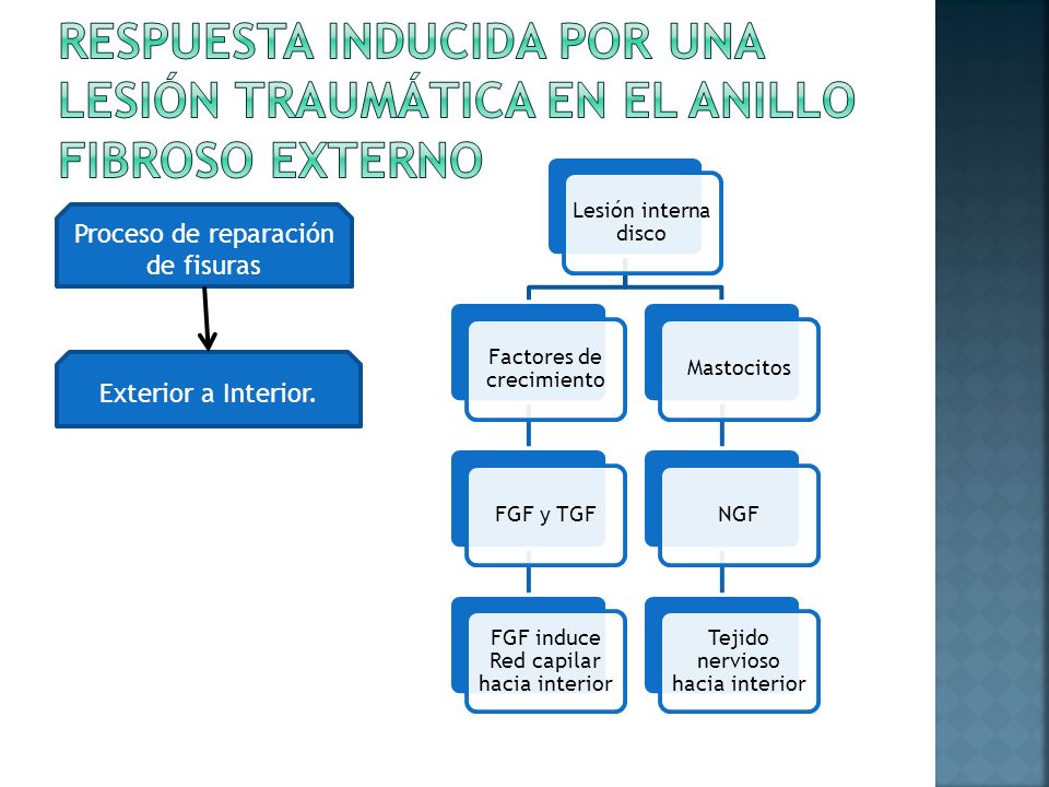 RESPUESTA INDUCIDA POR UNA LESIÓN TRAUMÁTICA EN EL ANILLO FIBROSO EXTERNO