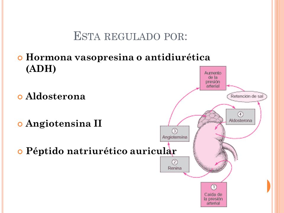 Esta regulado por: Hormona vasopresina o antidiurética (ADH)