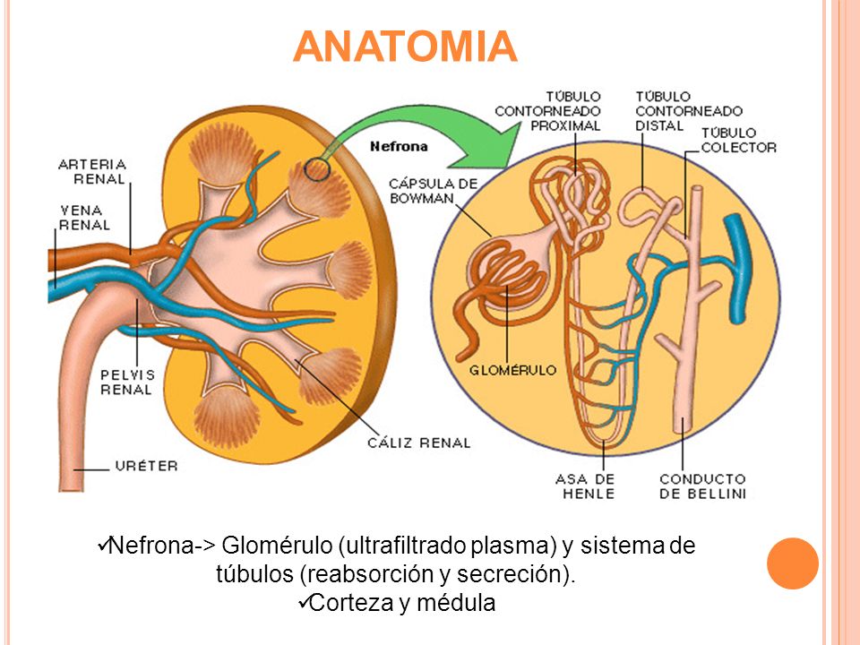ANATOMIA Nefrona-> Glomérulo (ultrafiltrado plasma) y sistema de túbulos (reabsorción y secreción).