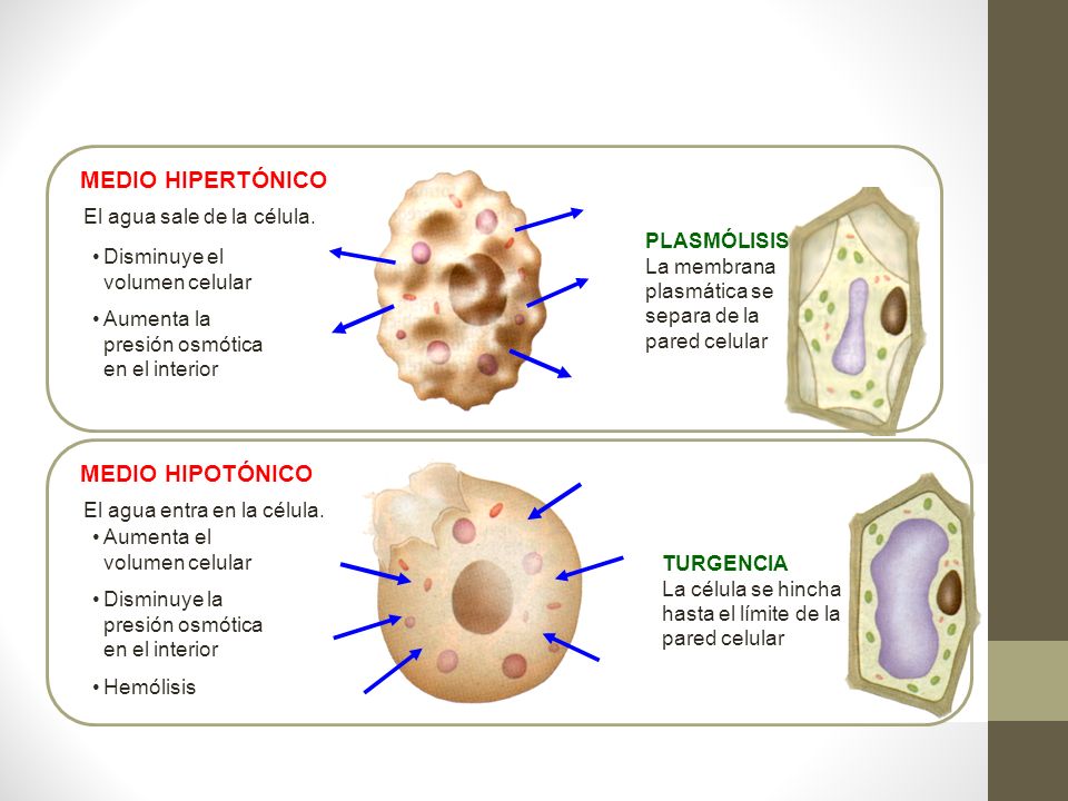 MEDIO HIPERTÓNICO MEDIO HIPOTÓNICO El agua sale de la célula.