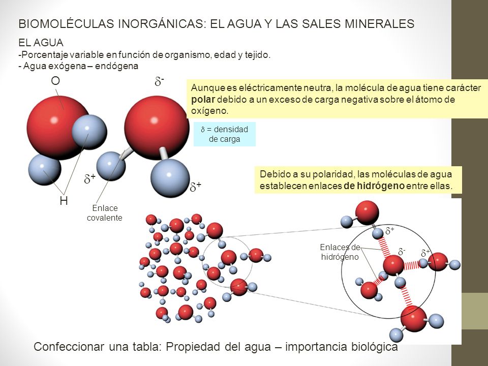 - + + BIOMOLÉCULAS INORGÁNICAS: EL AGUA Y LAS SALES MINERALES O H
